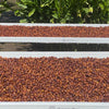 Perci Gesha Anaerobico Fermentazione Multistep - Ninety Plus Estates, Panama. ITALIAN BREWERS CUP 2020