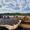 Dambi Uddo Bookkisa Naturale - Shakiso, Guji