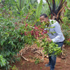 Dambi Uddo Bookkisa Naturale - Shakiso, Guji
