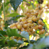 Fazenda São Silvestre Yellow Icatu Cryo Fermentazione Anaerobica