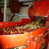 Nero Scuro Specialty Coffees Finca Muxbal - Tapachula, Chiapas, Southern Mexico by Nero Scuro Specialty Coffees - 4
