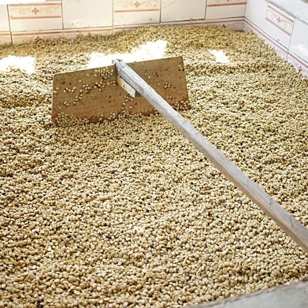 Apolonio Canales' Finca El Picacho - Massaguara, Intibuca