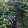 Apolonio Canales' Finca El Picacho - Massaguara, Intibuca