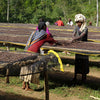 Ayla Shantawene Natural Anaerobic - Sidamo