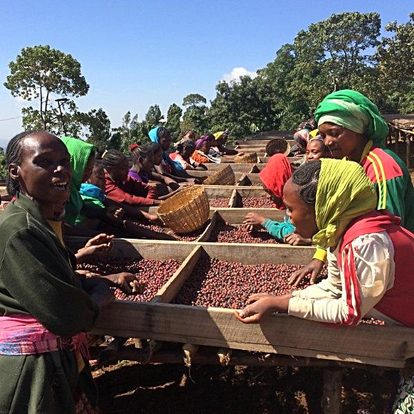 Bekele Fega Naturale - Konga, Gedeo, Yirgachefe