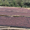 Bekele Fega Natural - Konga, Gedeo, Yirgachefe