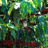 Pè de Cedro Estate Yellow Bourbon Pulped Natural - Mantiqueira de Minas