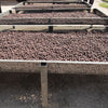 Sitio Vargem Grande Natural Anaerobic Lot #7 - Lambari
