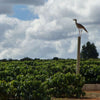 Fazenda Ouro Verde Sparkling Water DECAF, Cerrado Mineiro