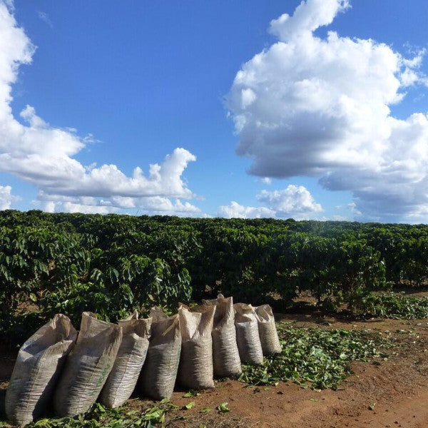Fazenda Ouro Verde Sparkling Water DECAF, Cerrado Mineiro