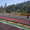 Buku Sayisa Natural Lot #2 - Hambela, Guji