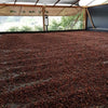 <i>CASCARA</i> - Wilfredo Ule Vargas, Black Cherry - Huila