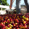 La Claudina Nanolotto Sperimentale Anaerobico Cascara - Ciduad Bolívar, Antioquia