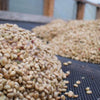 Finca El Rubì Papayo Honey - Huila