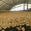 Inzà Calderas Lot - Cauca