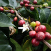 German Valenzuela, Finca San Antonio - Southern Huila