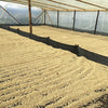 German Valenzuela, Finca San Antonio - Southern Huila