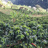 Finca La Brisa - Tarqui, Huila