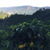 Costa Rica La Pastora Tarrazú White Honey by Nero Scuro Specialty Coffees - 2