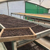Don Benji Geisha Natural Carbonic Maceration 7, Fatimita Lot - Boquete