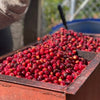 Don Benji Geisha Natural Carbonic Maceration 7, Fatimita Lot - Boquete
