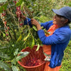 Don Benji Geisha Natural Carbonic Maceration 7, Fatimita Lot - Boquete