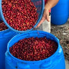 Don Benji Geisha Natural Carbonic Maceration 7, Fatimita Lot - Boquete