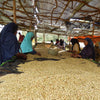 Duromina Co-operative Lot #9 FW - Agaro