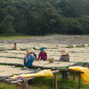 Duromina Co-operative Lot #9 FW - Agaro