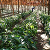 Finca El Martillo Lotto #1 Natural - Santa Ana