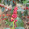 Finca El Martillo Lotto #1 Natural - Santa Ana