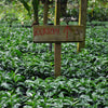 Finca El Martillo Lotto #1 Natural - Santa Ana