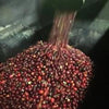 Monteleon Double Soaked Lot #2, Santa Ana