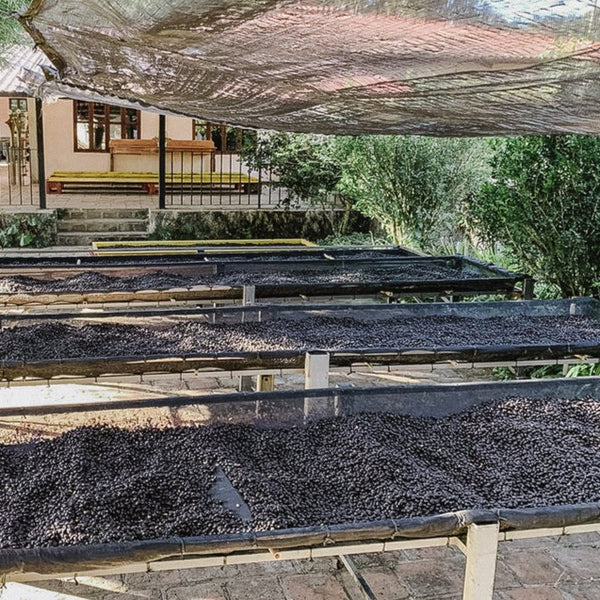 Finca El Cerro Anacafe Natural