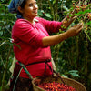 Finca El Cerro Anacafe Natural