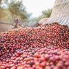 Finca El Diviso Sidra Natural Anaerobic 180H - Huila