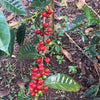 Kayo Natural Lotto 1, Shakiso - Guji