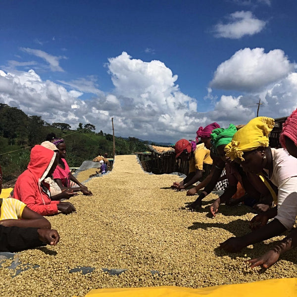 Kayo Natural Lotto 1, Shakiso - Guji