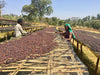 Boji Kochere *Natural* Grado 1, Kore - Yirgacheffe