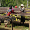 Coffee and Jesse 2020 - Etiopia Bensa Shantawene Anaerobico