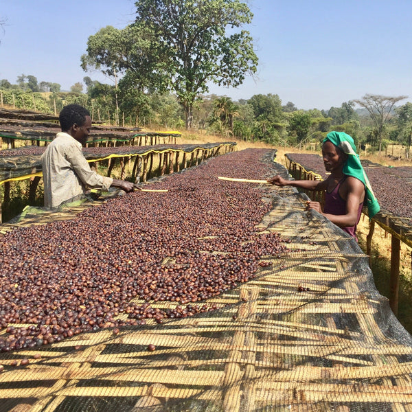 Sewana natural Lotto #1- Guji Highland