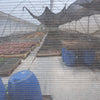 Frinsa Collective, Lotto #A Lactic Fermentation - Weninggalih