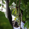Goraa Smallholders Anaerobic Natural - Guji