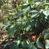 La Colina Farm - Chimaltenango