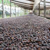 Rocky Mountain Anaerobic 