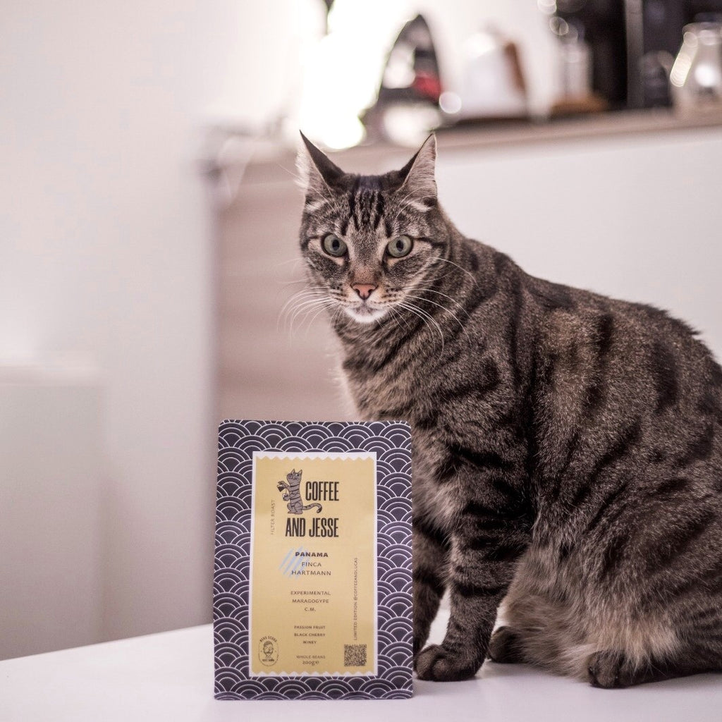 Coffee and Jesse - Finca Hartman Maragogype Carbonic Maceration