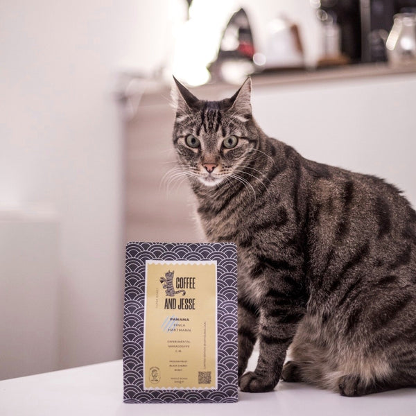 Coffee and Jesse - Finca Hartman Maragogype Carbonic Maceration