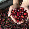 Finca Casa Vieja by Julio Cesar Montenegro #2 Natural - Chachagui