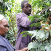 AB Kaiguri #101 - Mutheka Farmers’ Cooperative, Nyeri