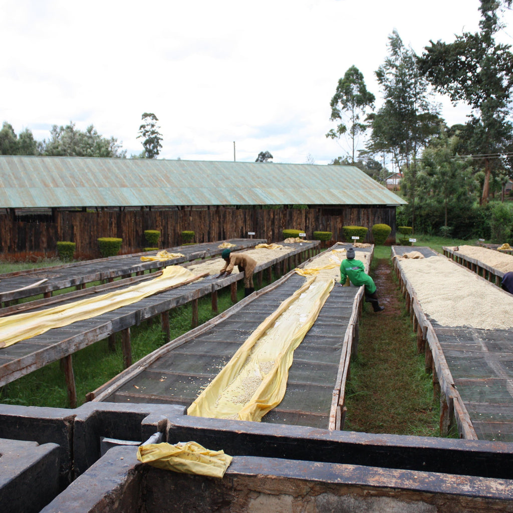 AB Kaiguri #101 - Mutheka Farmers’ Cooperative, Nyeri